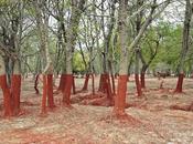 Stunning Photos Thick Line Aftermath Toxic Spill