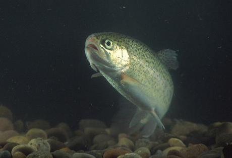 Rainbow Trout (Public Domain Image)