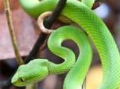 Snake Secret Successful Blogging