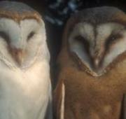 Barn Owl