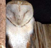 Barn Owl