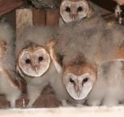 Barn Owl