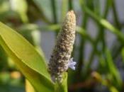 Plant Week: Pontederia Cordata