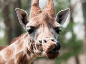 Giraffe Funny Pics