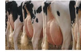 And Now for Something Completey Different - sweet and cold