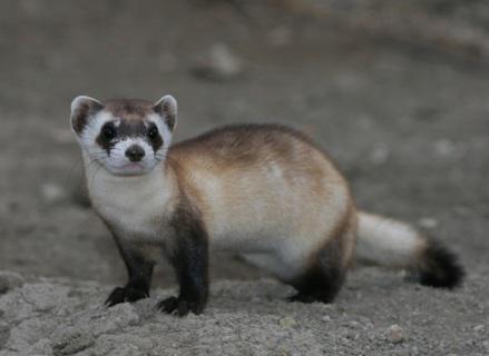 Black-Footed Ferret (Photo by USFWS Mountain Prairie/Creative Commons via Wilimedia)