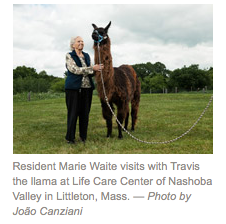 Llamas Assist In The Long Goodbyes Of The Elderly