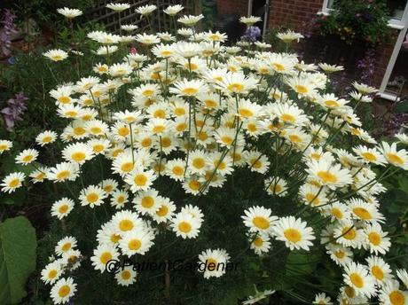 2012_07150005 Garden Bloggers Bloom Day – July 2012