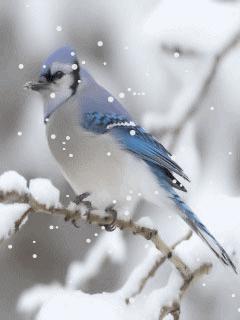 Snow bird