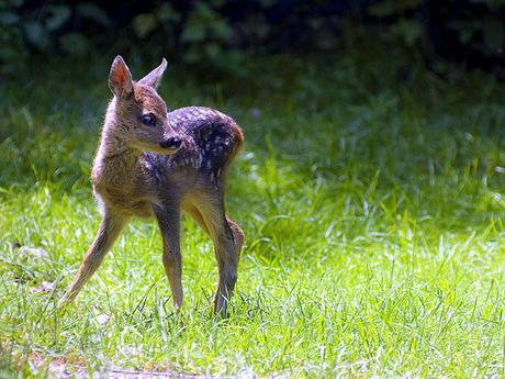 LIVING IN A GREAT NATIONAL PARK. IN DEFENSE OF NATURE