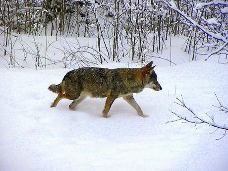 LIVING IN A GREAT NATIONAL PARK. IN DEFENSE OF NATURE