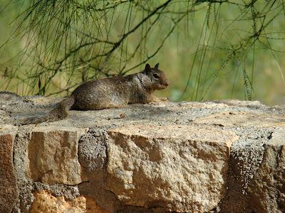 Tidbits on Nature at Rancho La Puerto by Dorothy Hinshaw Patent (Guest Post)