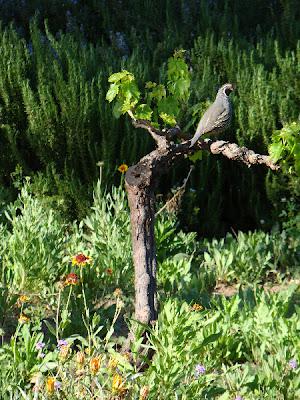 Tidbits on Nature at Rancho La Puerto by Dorothy Hinshaw Patent (Guest Post)