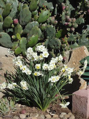 Tidbits on Nature at Rancho La Puerto by Dorothy Hinshaw Patent (Guest Post)