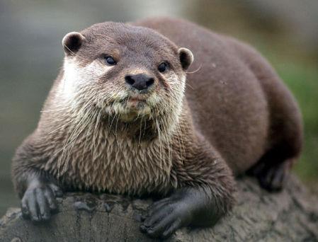 Otter (Photo by Keven Law/Creative Commons via Wikimedia)