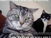 Furry Fuhrers: Animals Look Like Hitler