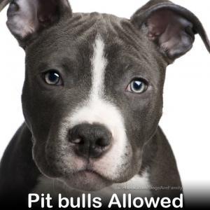 Pit bulls are good dogs