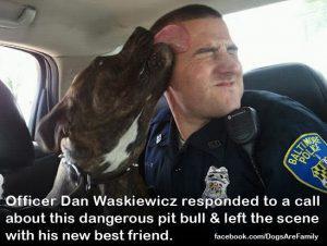 Pit bulls are good dogs