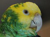 Swearing Parrot Enough Make Neighbors Swear