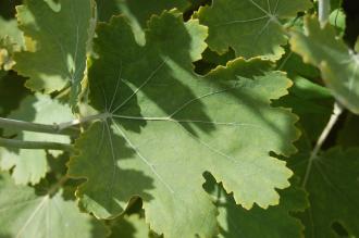 Macleaya cordata Leaf (30/06/2012, Kew Gardens, London)