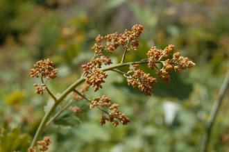 Macleaya cordata Flower Buds (30/06/2012, Kew Gardens, London)