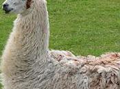 Llamas Assist Long Goodbyes Elderly