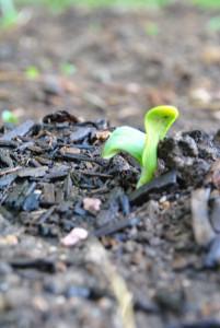 Our Growing Garden