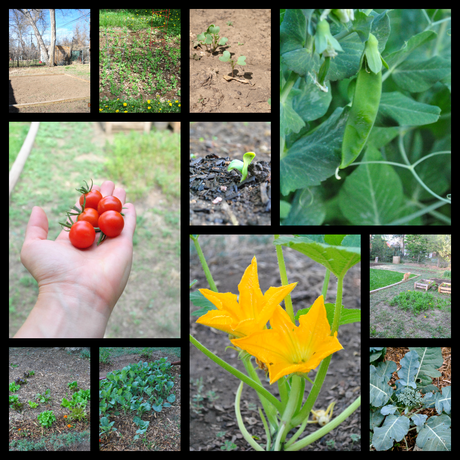 Our Growing Garden