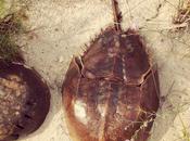 Horseshoe Crabs