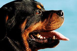 A Rottweiler in Sesimbra, Portugal.