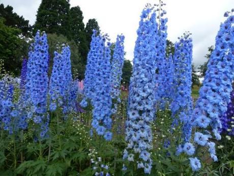 beautiful blue delphiniums against a gray sky