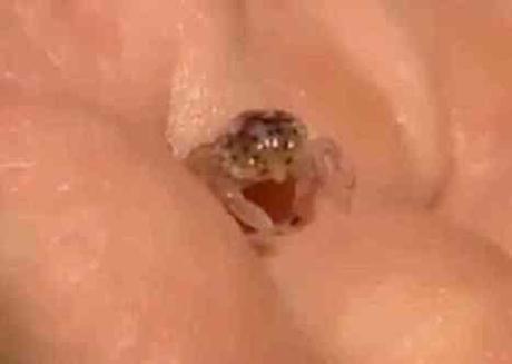 Mystery Crab (Photo from You Tube video)