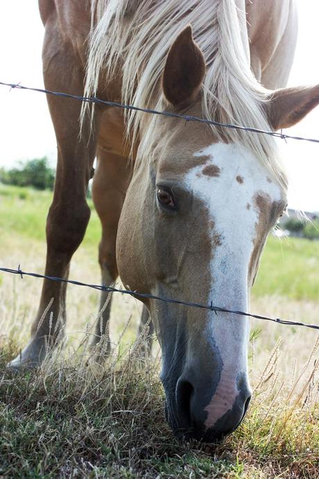 horses + happiness