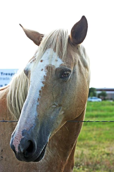 horses + happiness