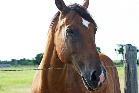 horses + happiness