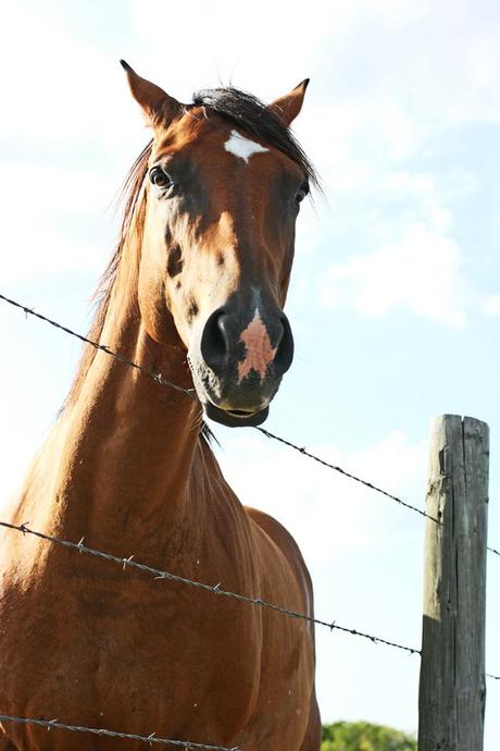 horses + happiness