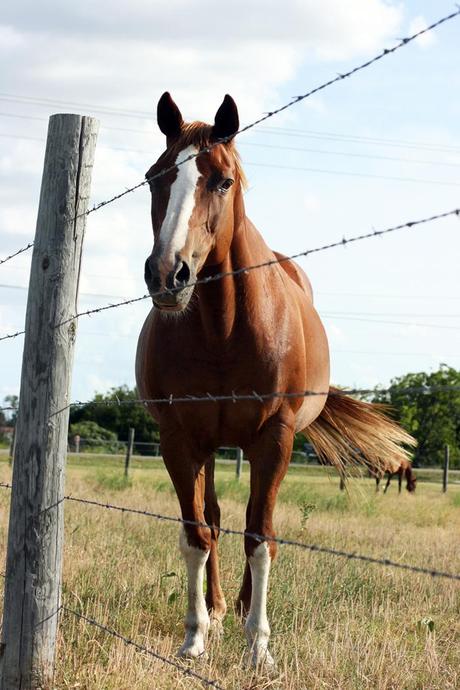 horses + happiness