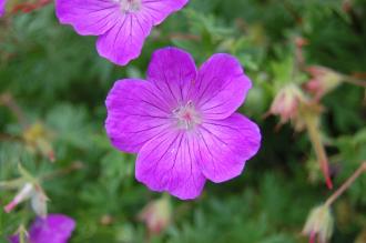 Cransebill Flower (30/06/2012, Kew Gardens, London)