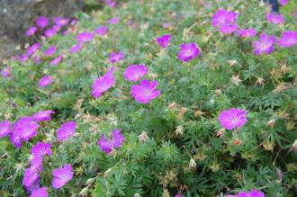 Cranesbill (30/06/2012, Kew Gardens, London)