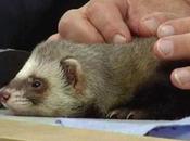 Fortune Telling Ferret Joins Euro Games 2012 Festivities