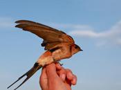 Life with Birds Aras River