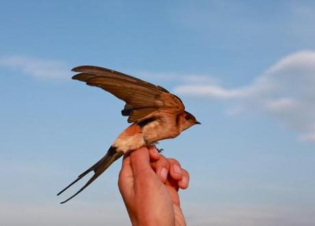 Life with the birds on the Aras river