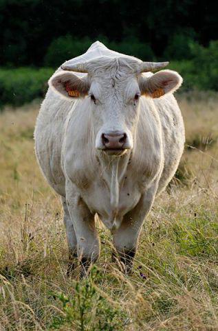 French Cow (Photo by Jastrow/Creative Commons via Wikimedia)