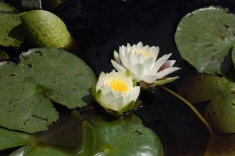 Nymphaea odorata Flower (30/06/2012, Kew Gardens, London)