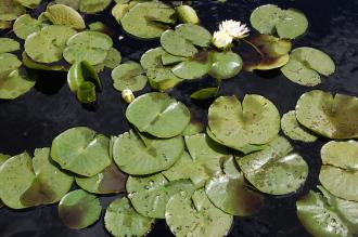 Nymphaea odorata (30/06/2012, Kew Gardens, London)