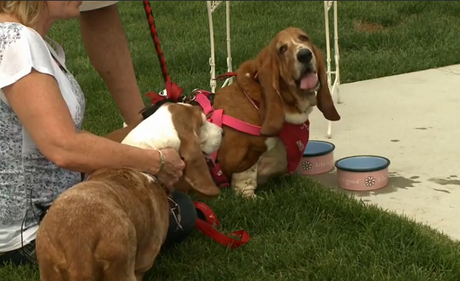 Stolen Dogs Reunited With Owners Five Years Later