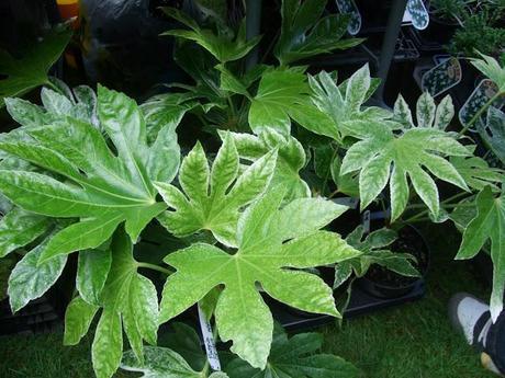 Not Another Plant Fair!!