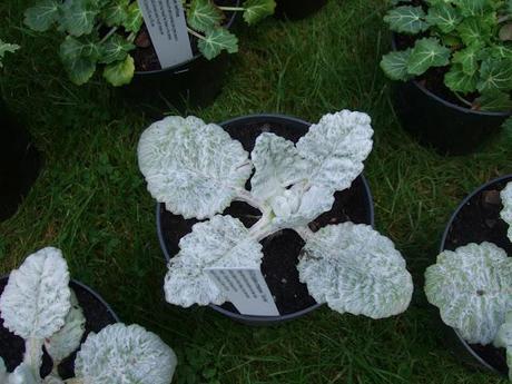 Not Another Plant Fair!!