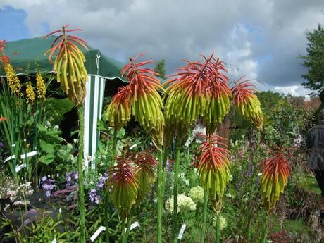 Not Another Plant Fair!!