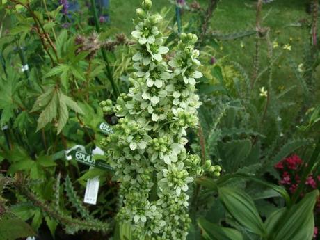 Not Another Plant Fair!!